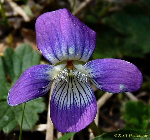 {Viola egglestonii}